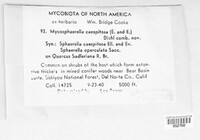Mycosphaerella caespitosa image